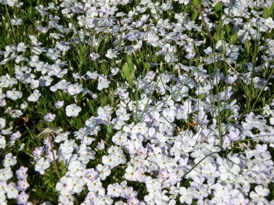 White Phlox,near Toponas, Colorado..
